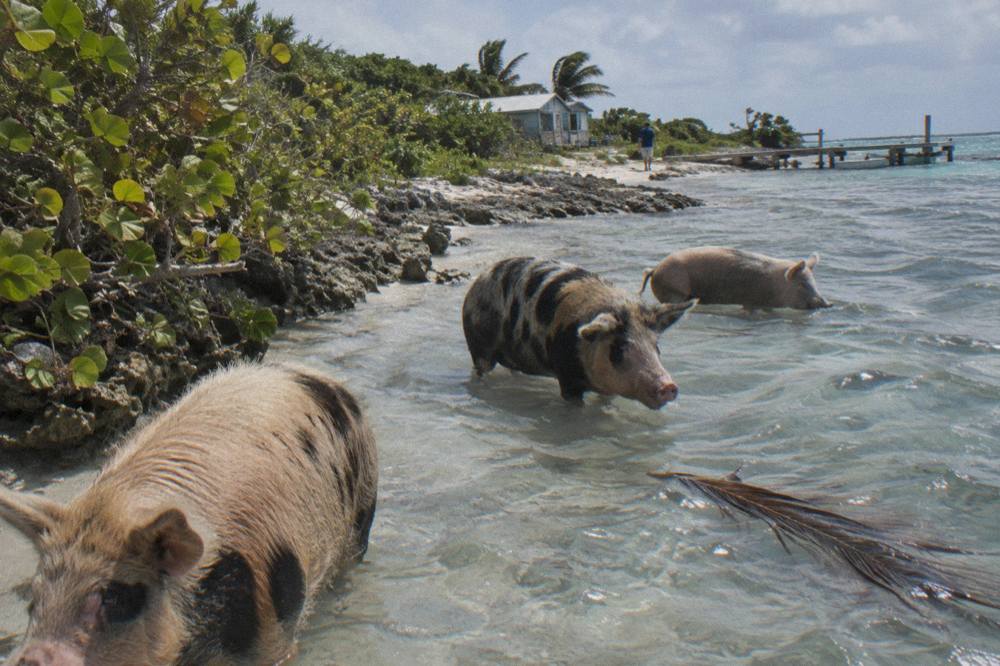 Pigs standing in clear shallow water near the shoreline of a small scrubby island