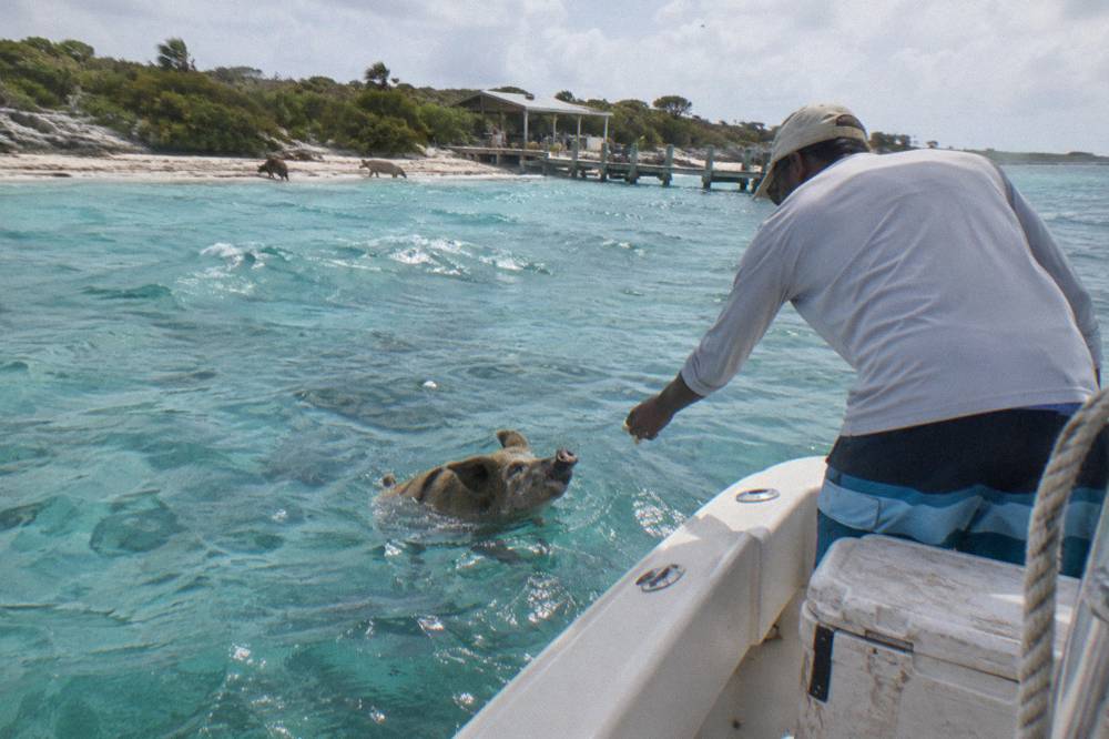A guide standing on a boat deck handing food toward a pig swimming in clear water