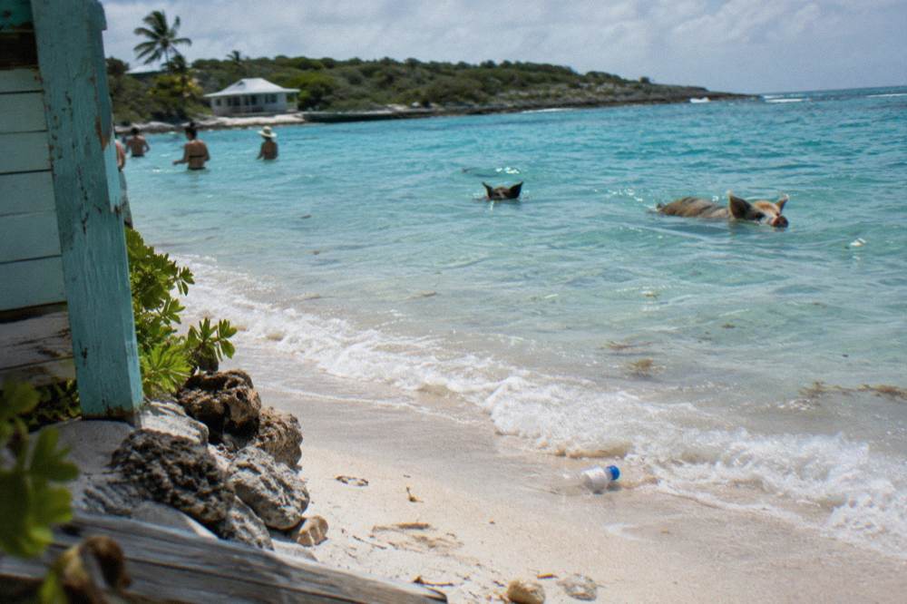 A small group of visitors standing in waist-deep water while pigs swim nearby at a distance