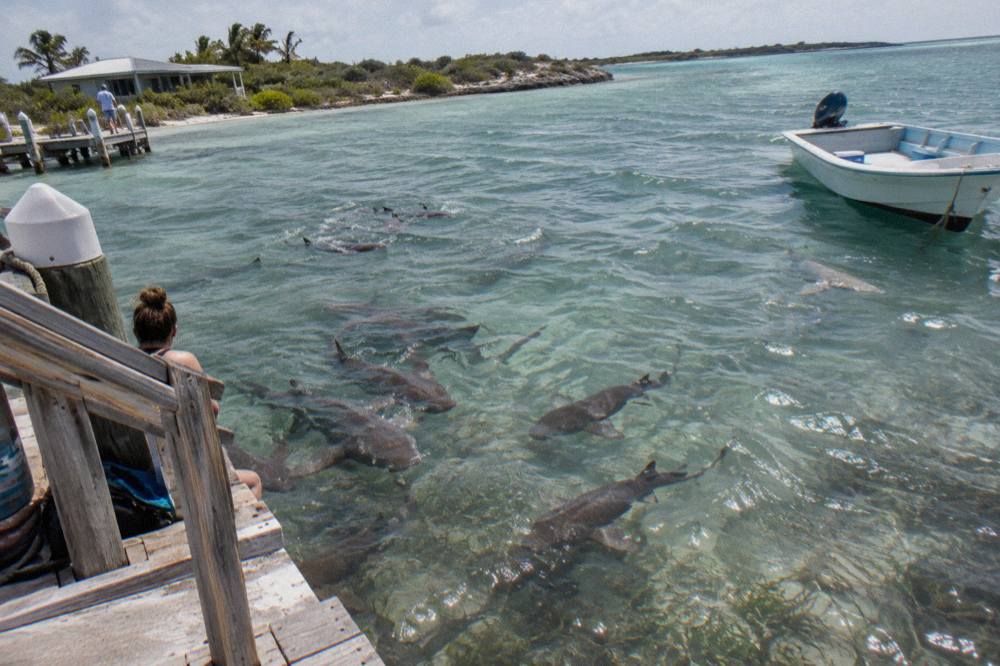Nurse sharks circling in clear shallow water near a marina dock