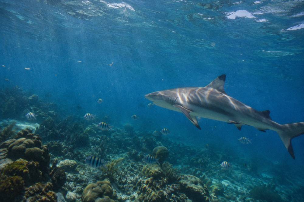 A Caribbean reef shark swimming over a coral reef in clear blue water