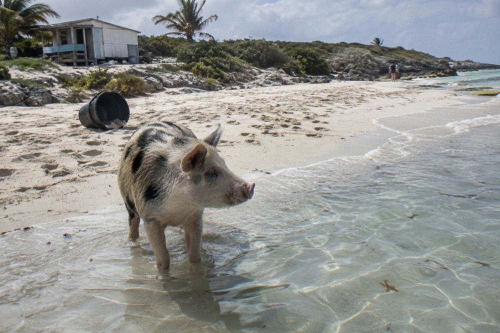 A pig standing in shallow clear water beside a white sand beach edge