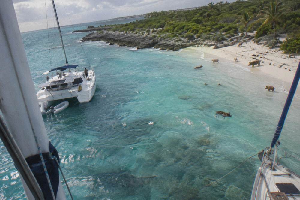 Boats anchored in shallow turquoise water beside a small cay with pigs wading near shore