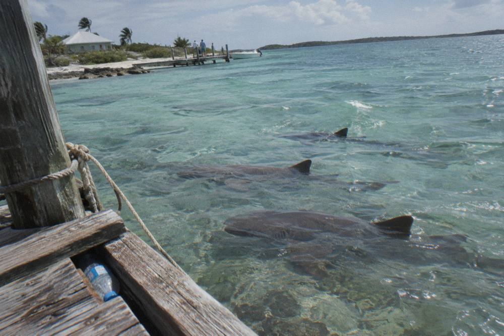 Nurse sharks resting in shallow water near a dock in the Exuma Cays