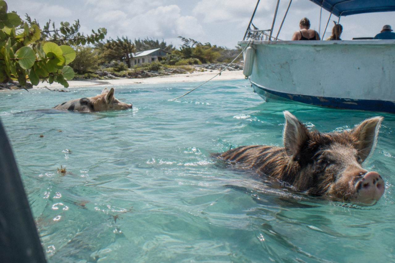Swimming pigs wading in clear turquoise water beside a small boat at a sandy Exuma beach