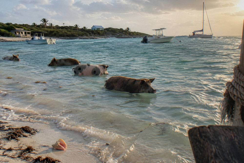 Pigs wading in clear shallow water beside a white sand beach