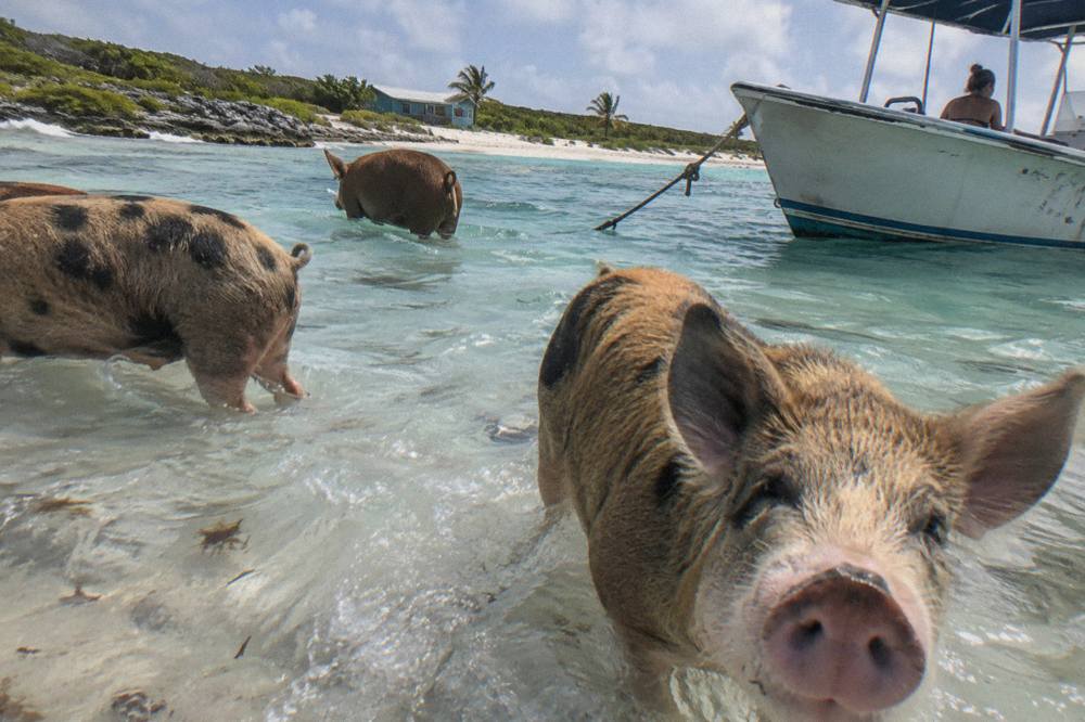 Pigs wading in shallow turquoise water beside a small boat