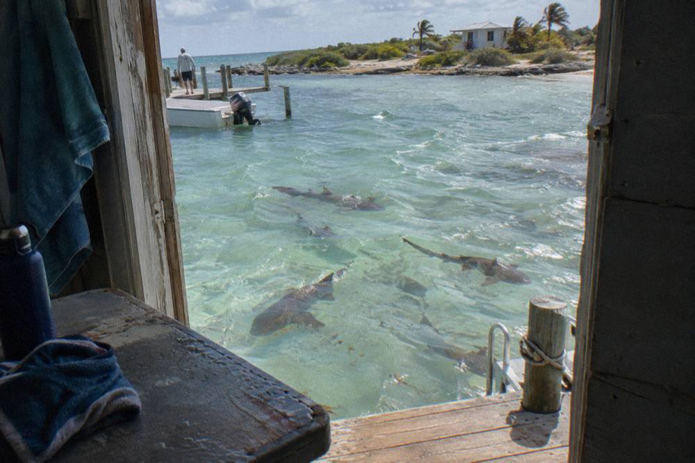 Nurse sharks circling in clear shallow water beside a wooden dock