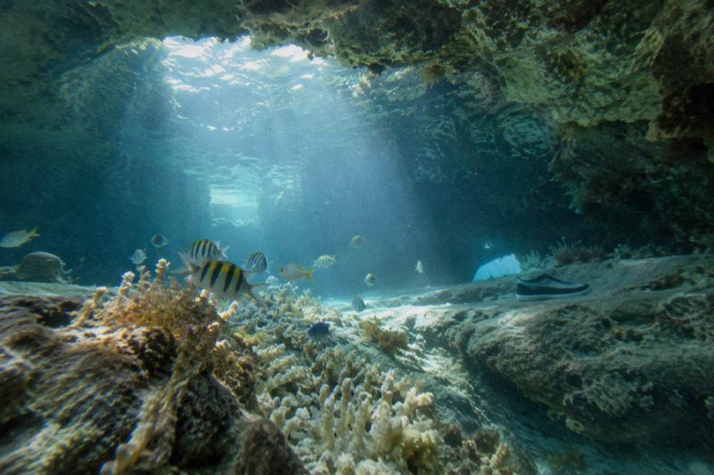 Tropical fish swimming above coral in clear sunlit water inside a sea cave