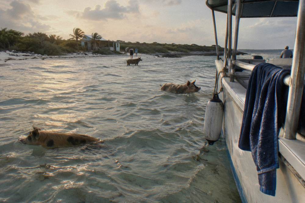 Pigs wading in clear shallow water beside a moored tour boat at a small cay