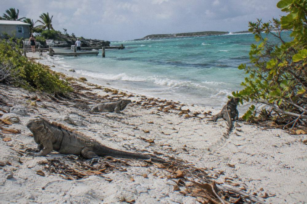 Bahamian rock iguanas resting on white sand beside shallow turquoise water