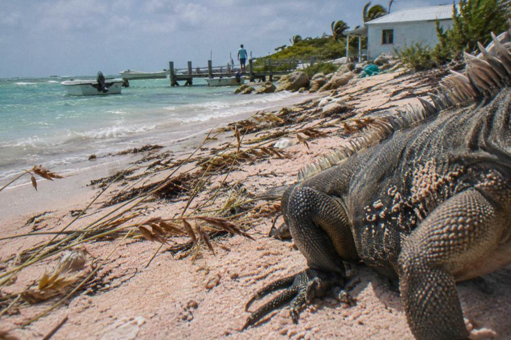 Close view of a rock iguana on sand near scattered coastal vegetation