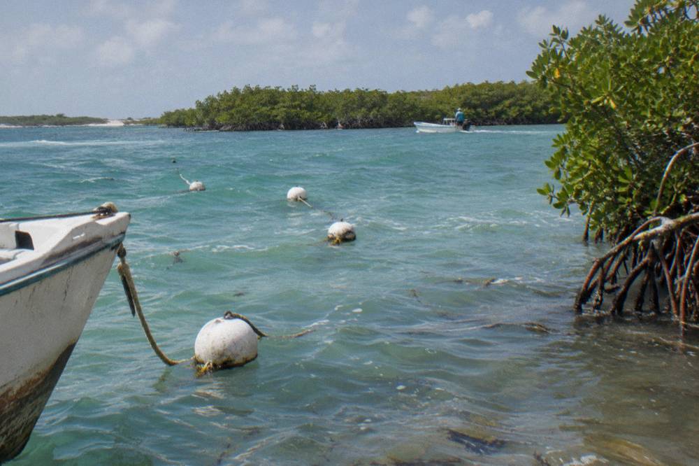 Mooring buoys bobbing in clear shallow water beside a mangrove shoreline