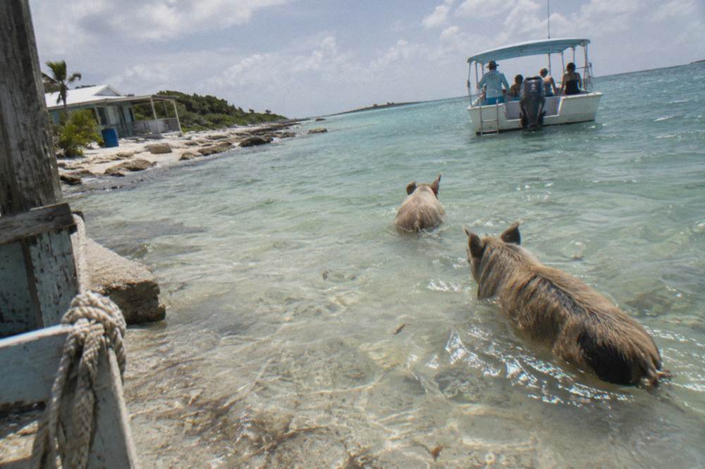 Swimming pigs wading into clear shallow water beside a small tour boat