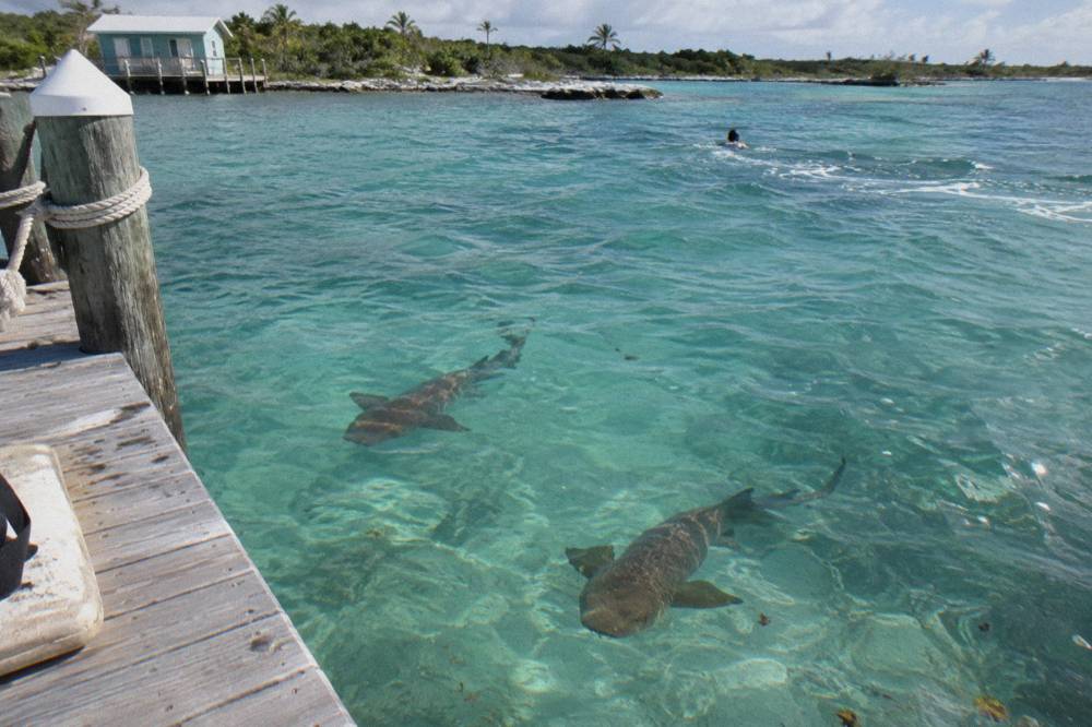A nurse shark swimming in shallow marina water beside a wooden dock