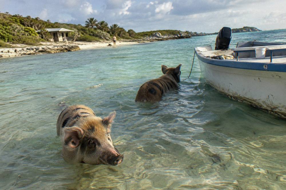 Swimming pigs wading into shallow clear water beside a small boat