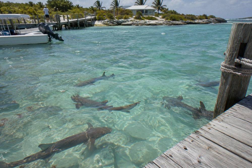 Nurse sharks circling in shallow water beside a wooden marina dock
