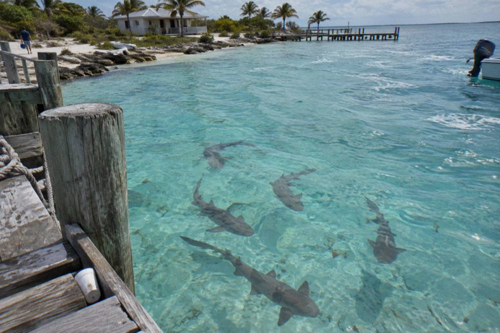 Nurse sharks swimming in clear turquoise water beside a weathered wooden dock
