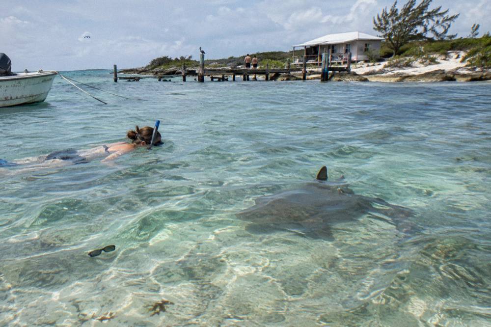 A snorkeler floating calmly in shallow water above a resting nurse shark on white sand