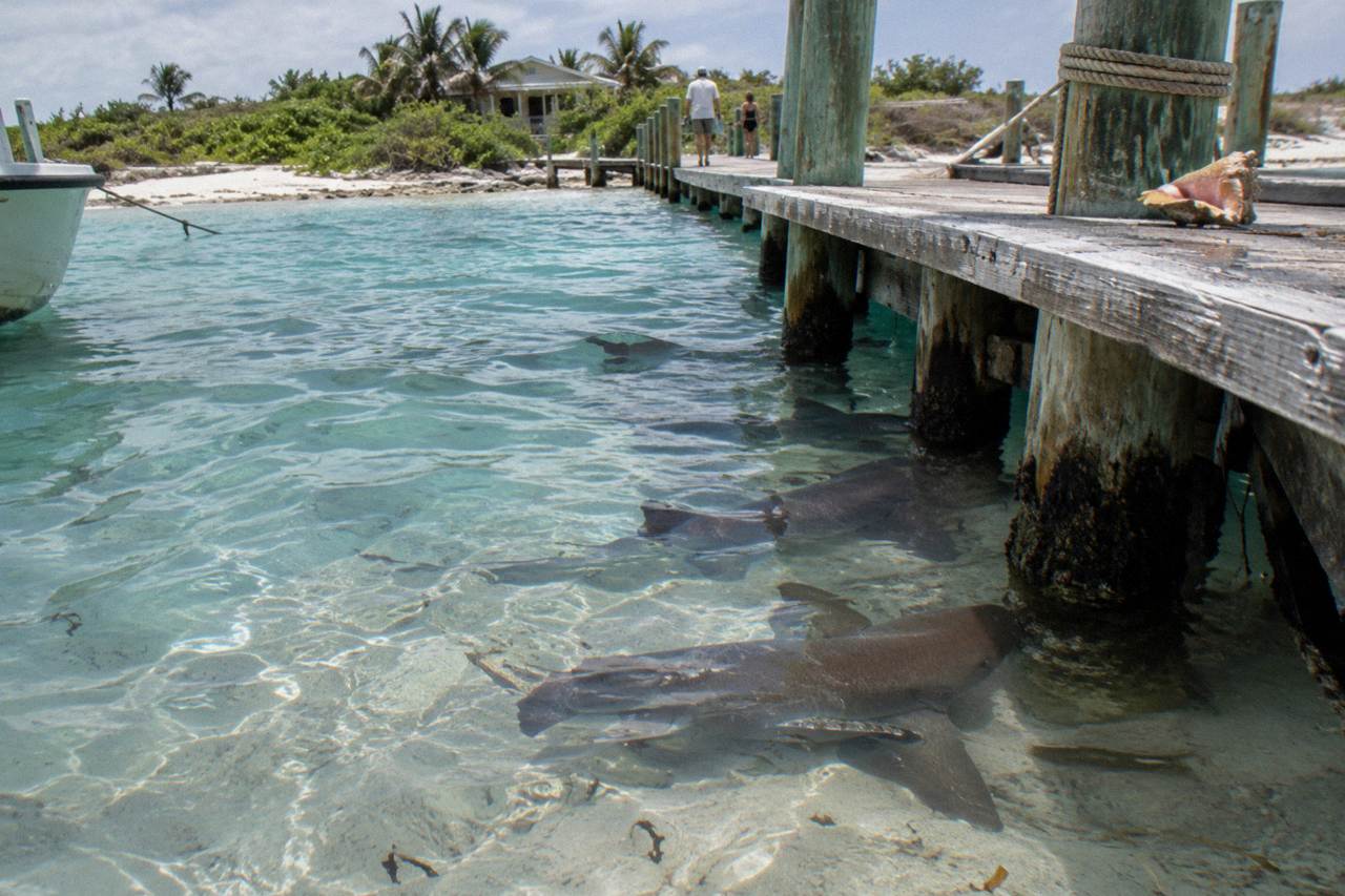 Clear shallow water beside a wooden marina dock with dark nurse sharks resting on the sandy bottom