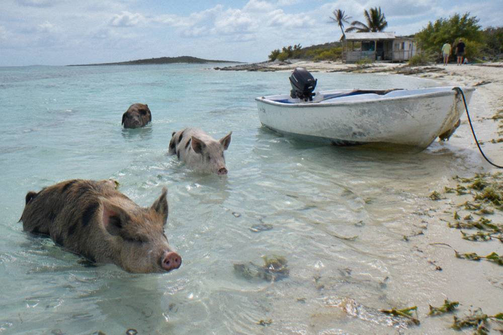 Swimming pigs wading in shallow turquoise water near a small cay