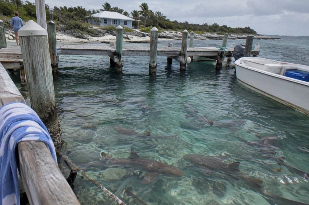 Nurse sharks swimming beside a wooden dock in clear water