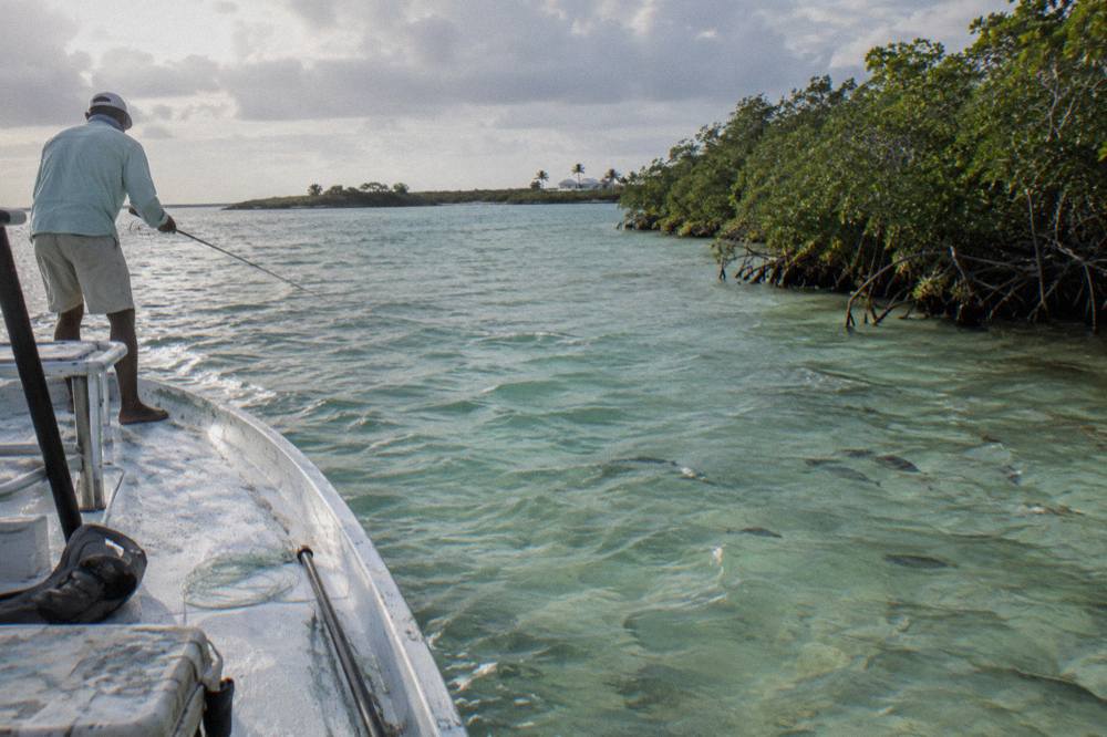 Bonefish skiff drifting over pale shallow water near mangroves