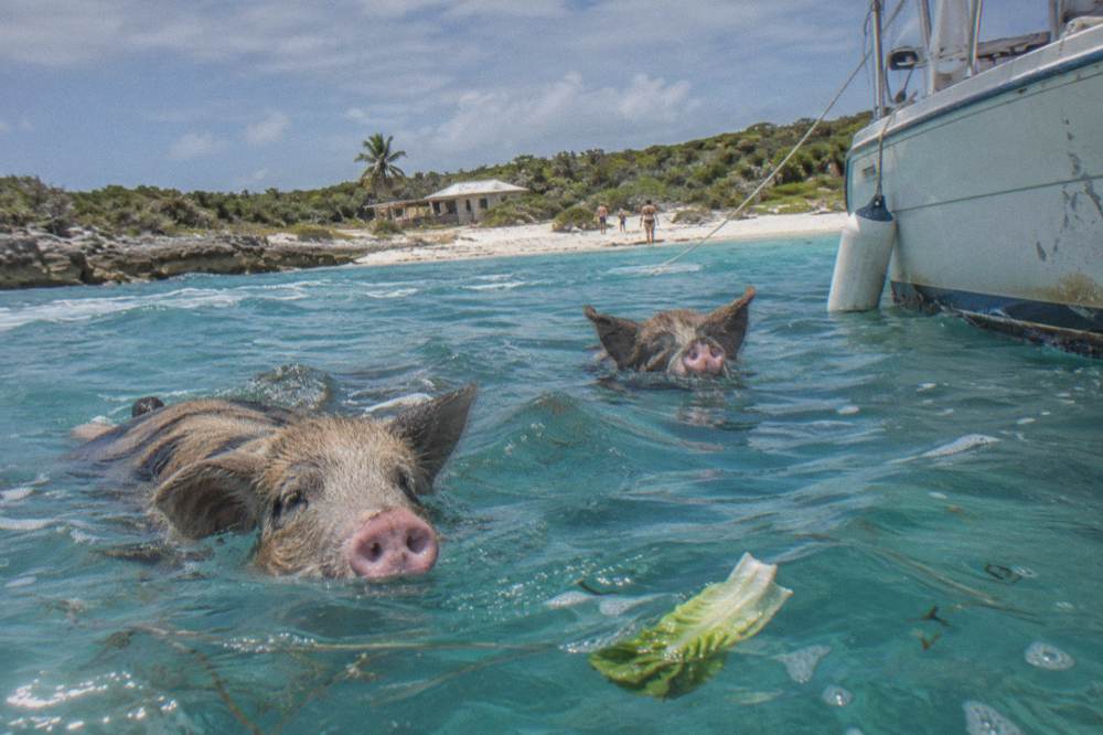 Pigs swimming beside a boat in turquoise water near a small cay