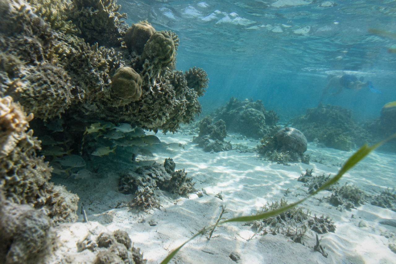 Turquoise shallow water over a coral reef with scattered coral heads and clear sand