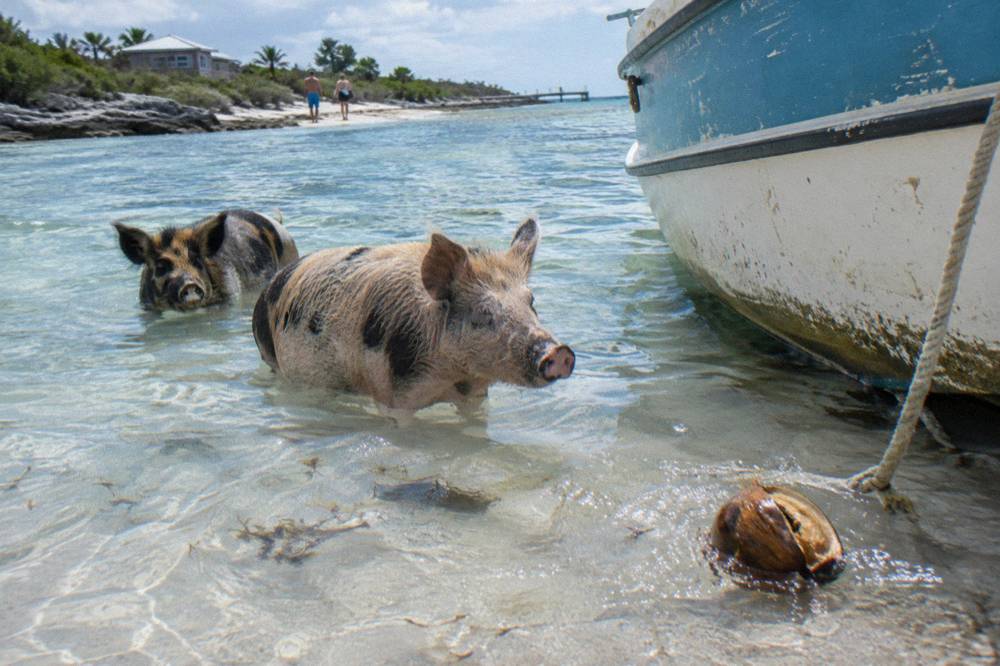 Pigs standing in shallow clear water beside a boat at a sandy cay
