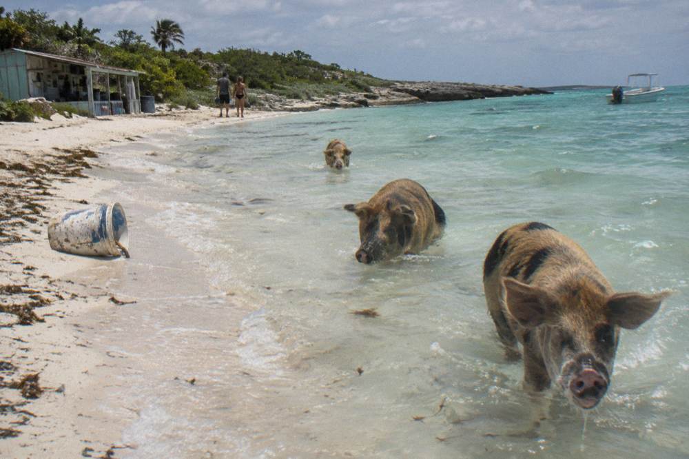 Pigs wading into clear shallow water beside a white sand beach on a small cay