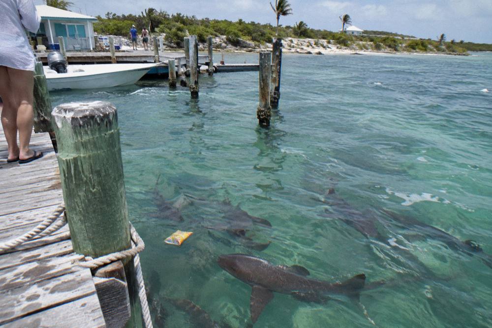 Nurse sharks swimming in shallow water beside a wooden dock at a Bahamian cay