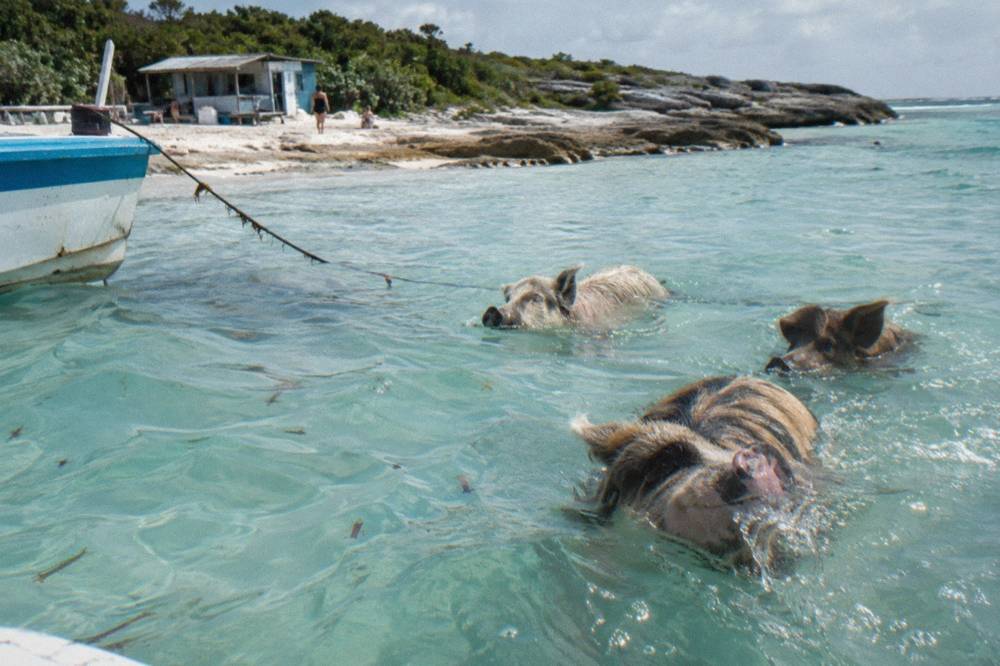Pigs standing in shallow turquoise water at a sandy beach edge