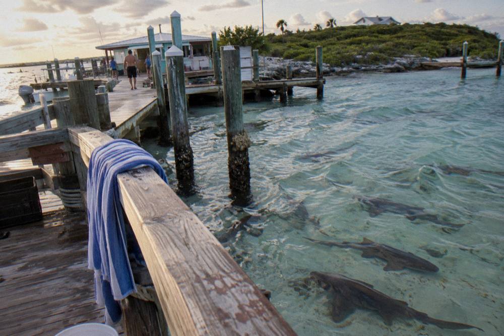 Nurse sharks swimming in shallow water beside a wooden dock
