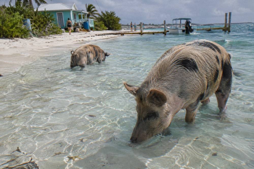 Pigs standing in clear shallow water beside a white sand beach