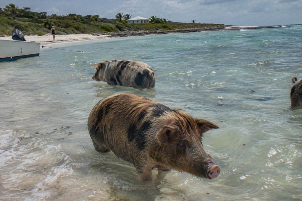 Pigs standing in shallow clear water beside a white sand beach