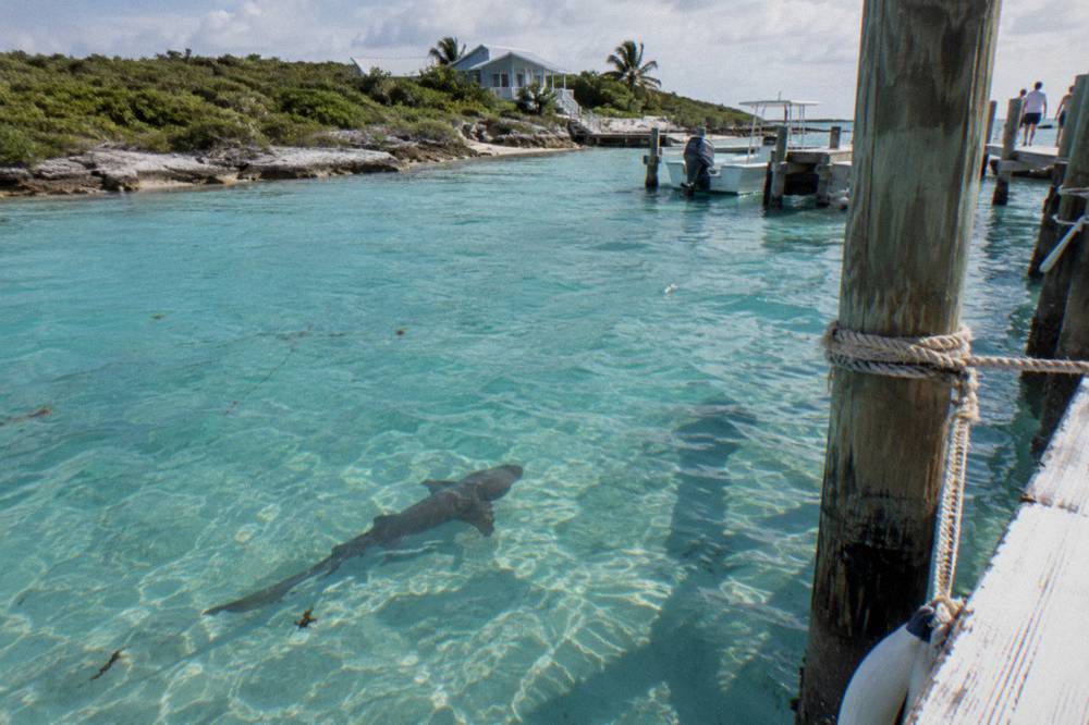 A nurse shark gliding through shallow marina water near a wooden dock