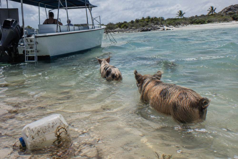 Swimming pigs wading into clear shallow water beside a tour boat