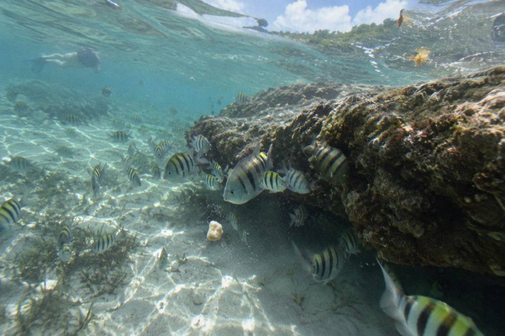 Tropical fish schooling near a submerged rock ledge in sunlit shallow water